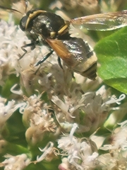 Hoplitimyia mutabilis