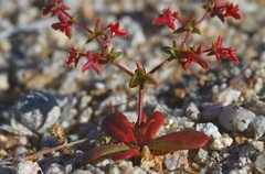 Centrostegia thurberi