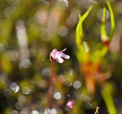 Utricularia tenella