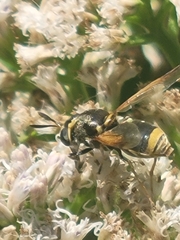 Hoplitimyia mutabilis