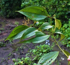 Miconia dolichorrhyncha