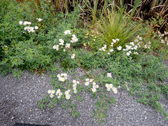 Erigeron philadelphicus