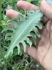 Crepis occidentalis