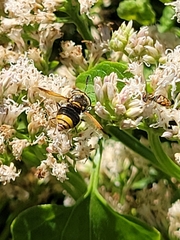 Hoplitimyia mutabilis