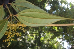 Miconia dolichorrhyncha