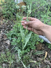 Crepis occidentalis