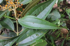 Miconia dolichorrhyncha