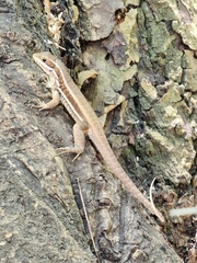 Leiocephalus macropus