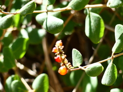 Lonicera subspicata denudata