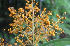 Miconia dolichorrhyncha