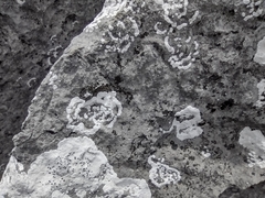 Arctoparmelia centrifuga