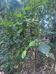 Dysoxylum spectabile