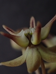 Asclepias stellifera