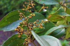 Miconia dolichorrhyncha