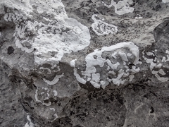 Arctoparmelia centrifuga