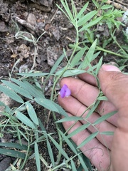 Lathyrus nevadensis