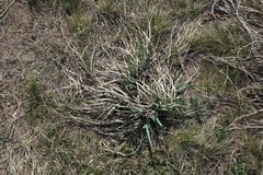 Iris lactea biglumis