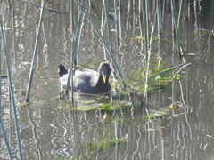 Fulica rufifrons