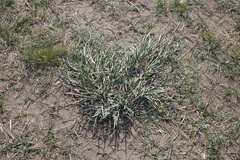 Iris lactea biglumis