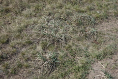 Iris lactea biglumis