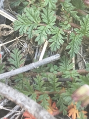 Erodium cicutarium