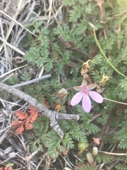 Erodium cicutarium