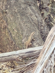 Leiocephalus macropus