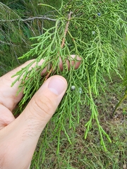 Juniperus barbadensis australis