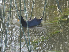 Fulica rufifrons