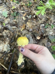 Amanita muscaria formosa