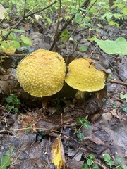 Amanita muscaria formosa