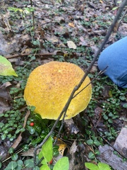 Amanita muscaria formosa