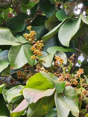 Sterculia apetala
