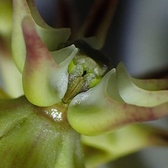 Asclepias stellifera