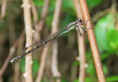 Austrolestes colensonis