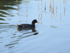 Fulica rufifrons