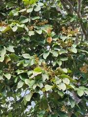 Sterculia apetala