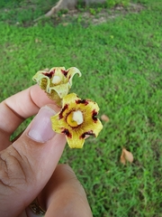 Sterculia apetala
