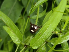 Paracritheus trimaculatus