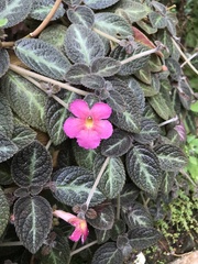 Episcia