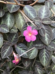 Episcia