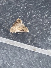 Agrotis gladiaria