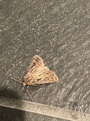 Agrotis gladiaria