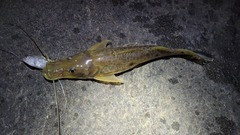 Hemisorubim platyrhynchos