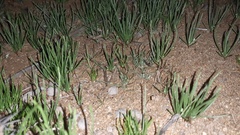 Plantago hispidula