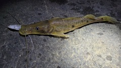 Hemisorubim platyrhynchos