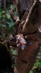 Auricularia cornea