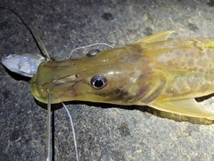 Hemisorubim platyrhynchos