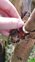 Auricularia cornea