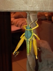 Brachystola behrensii